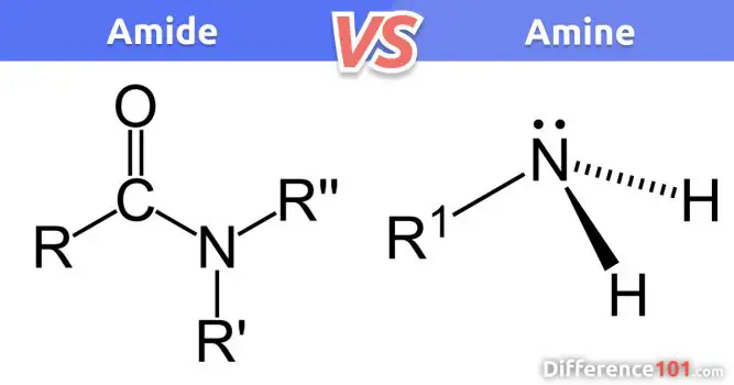 Amide vs Amine: 6 Key Differences, Similarities, Pros & Cons