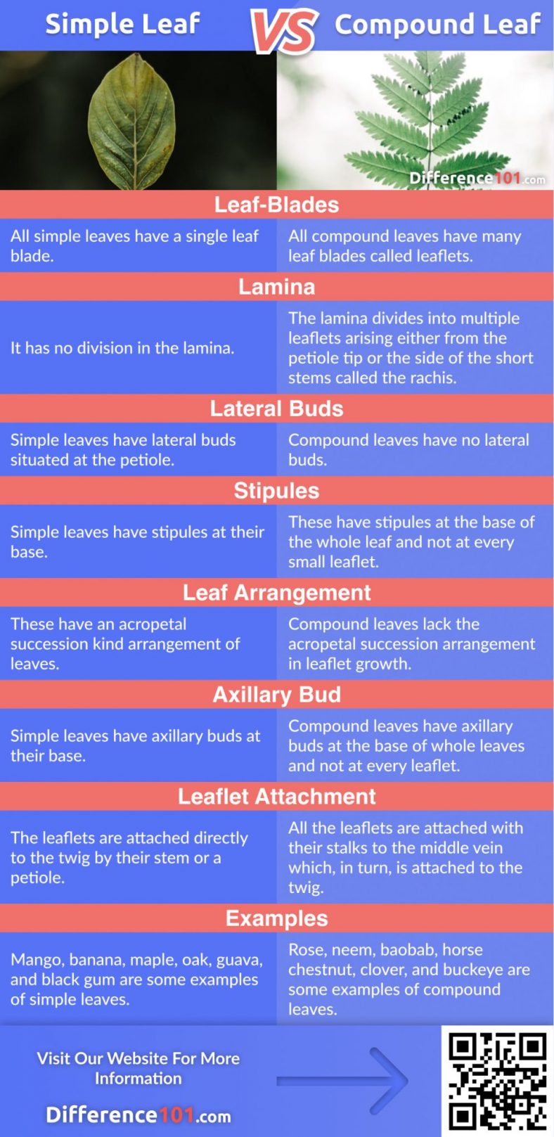 🍁 Simple Leaf vs Compound Leaf: 8 Key Differences, Pros & Cons ...