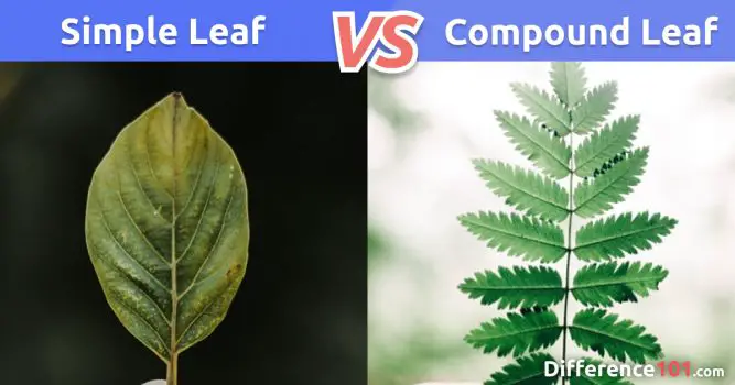 ???? Simple Leaf vs Compound Leaf: 8 Key Differences, Pros & Cons