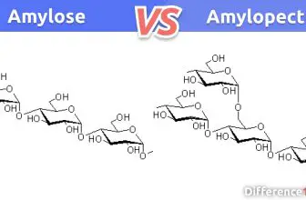 Amylose vs Amylopectin: 6 Key Points You Need To Know