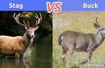 ???? Stag vs Buck: 8 Key Differences, Strengths & Weaknesses