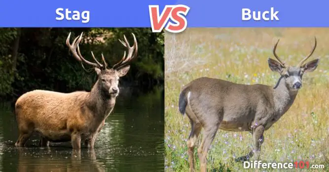 ???? Stag vs Buck: 8 Key Differences, Strengths & Weaknesses