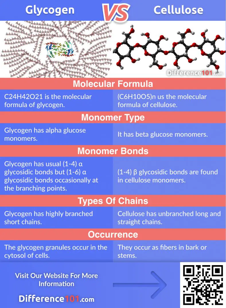 Starch Vs Glycogen Vs Cellulose 5 Key Differences Pros And Cons