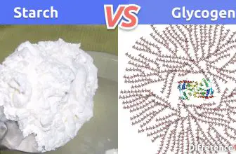 Starch vs Glycogen vs Cellulose: 5 Key Differences, Pros & Cons