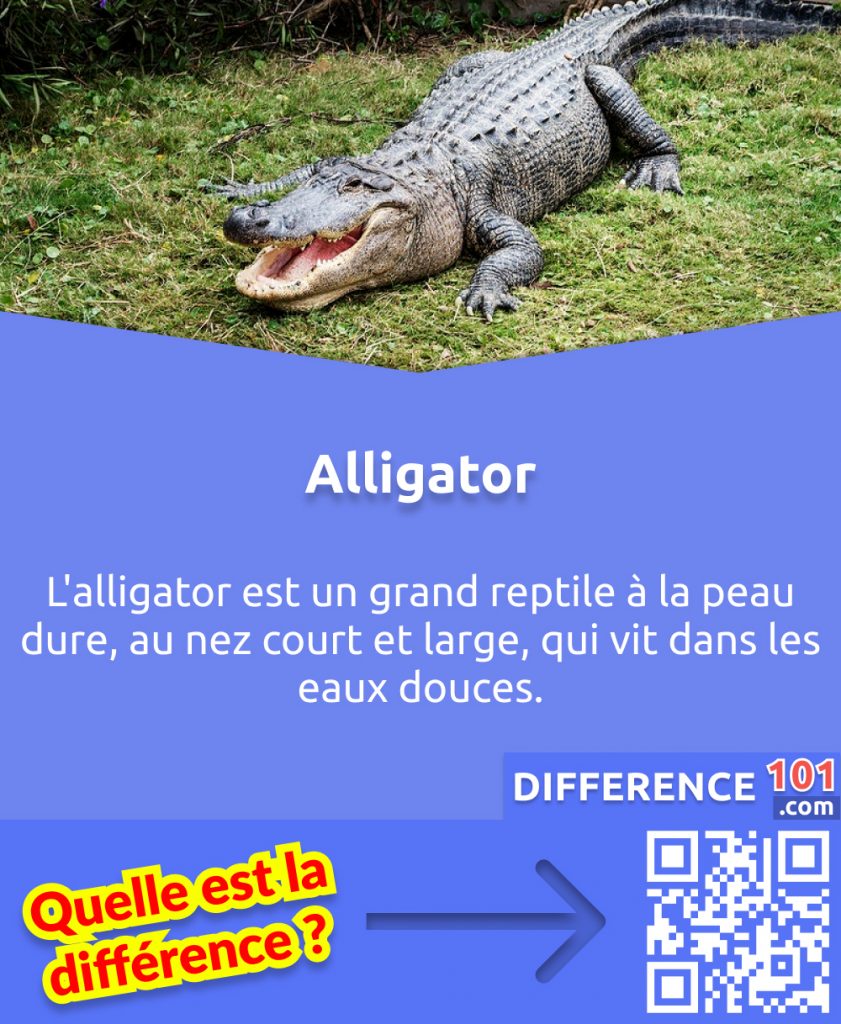 Qu'est-ce qu'un alligator?