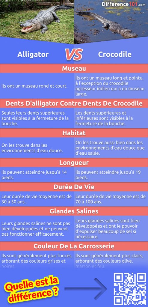 Alligator et crocodile: Découvrez leurs différences et similitudes, et répondez à certaines des questions les plus fréquemment posées (FAQ).