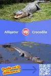 Alligator et crocodile: 6 différences et similitudes essentielles