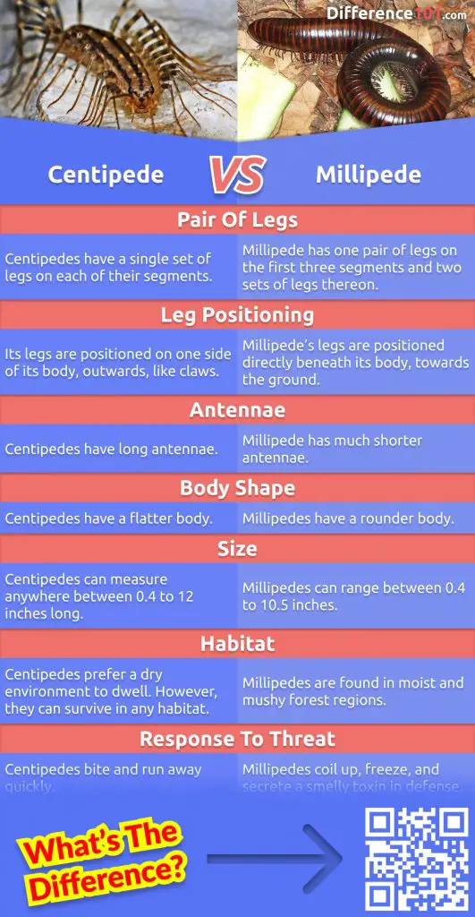 Centipedes and Millipedes are multi-legged creatures with many legs that are found in dark damp places. But how do you know the difference between the two? Read this article to find out.