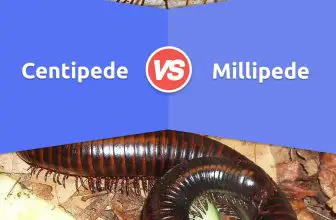 Centipede vs Millipede: 7 Differences, Examples, Pros & Cons