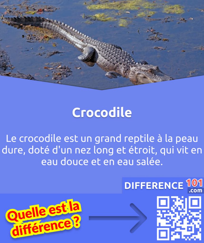 Qu'est-ce qu'un crocodile?