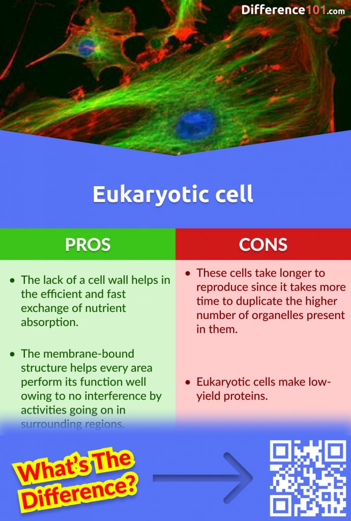Eukaryotes Pros and Cons