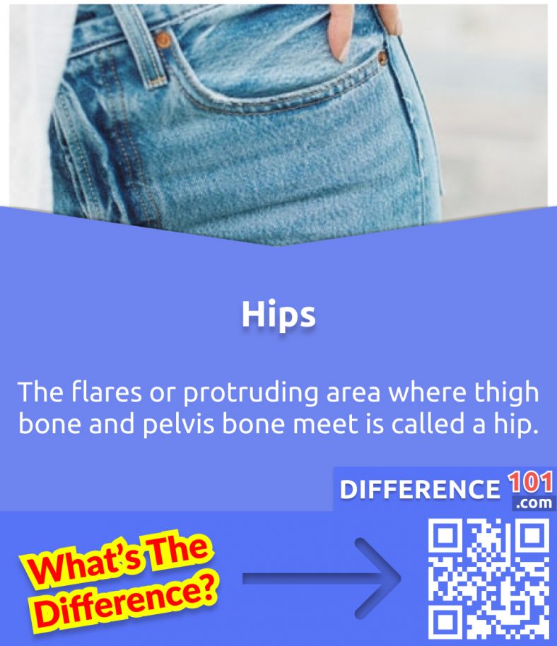 Hips vs Waist 5 Key Differences & Examples To Know Difference 101