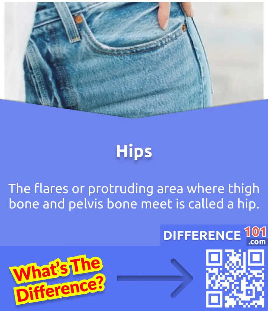 What is a Hip?