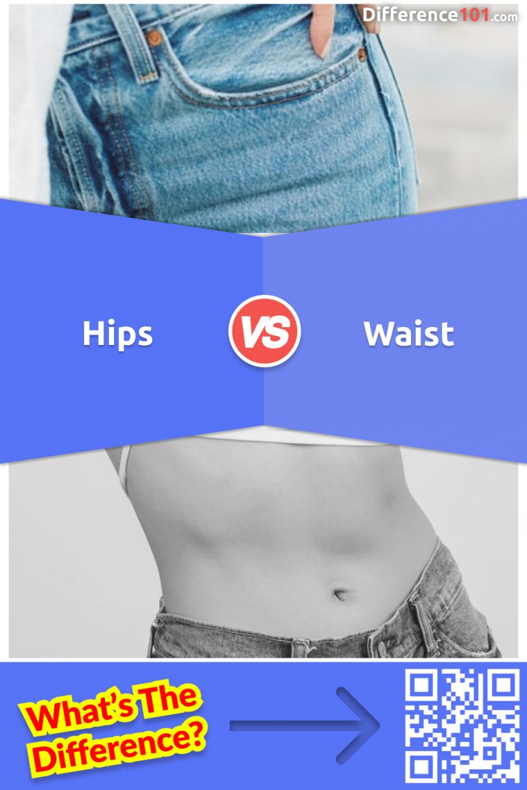 Hips vs Waist 5 Key Differences & Examples To Know Difference 101