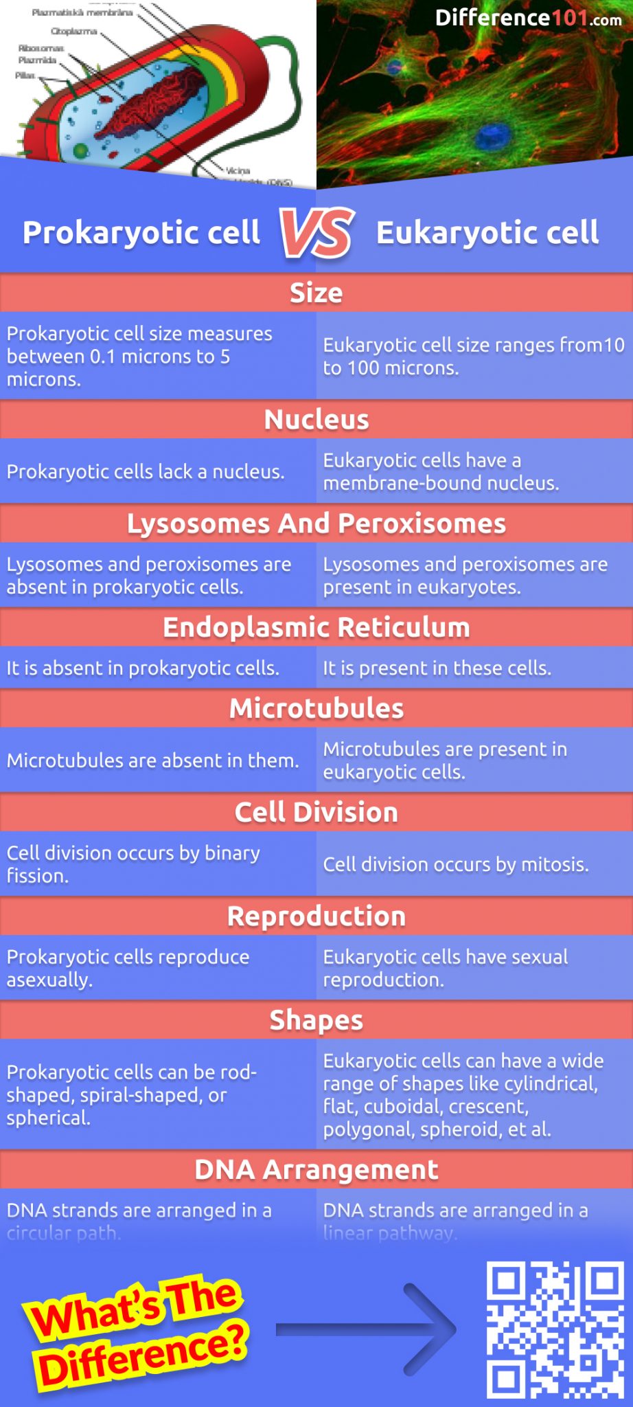 How are prokaryotic and eukaryotic cells different? This article will help you understand what the difference is, with examples and their pros & cons.