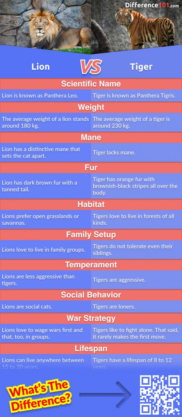 Lion vs Tiger: 10 Major Differences You Need To Know | Difference 101