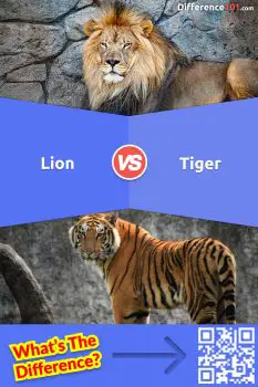Lion vs Tiger: 10 Major Differences You Need To Know