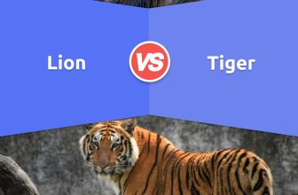 Lion vs Tiger: 10 Major Differences You Need To Know