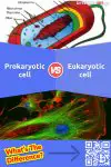 Prokaryotic vs Eukaryotic cell: 9 Differences & Examples