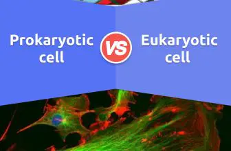 Prokaryotic vs Eukaryotic cell: 9 Differences & Examples