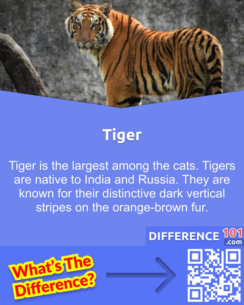 Lion vs Tiger: 10 Major Differences You Need To Know | Difference 101