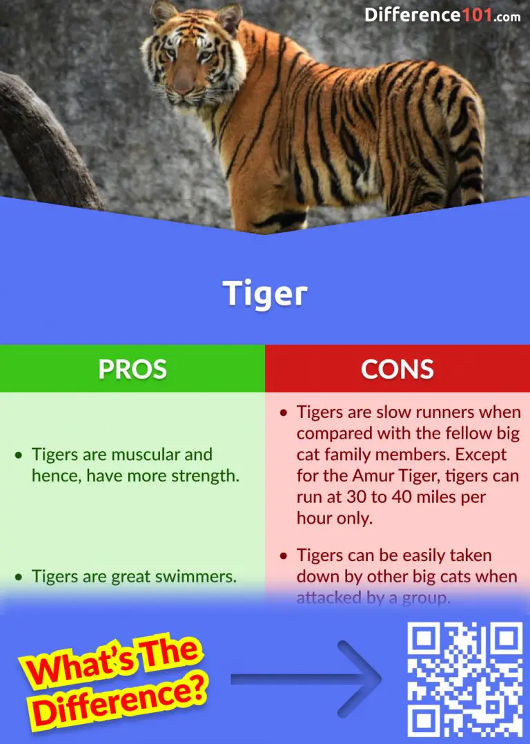 Lion vs Tiger: 10 Major Differences You Need To Know | Difference 101