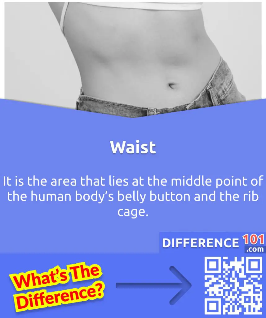 What is a Waist?