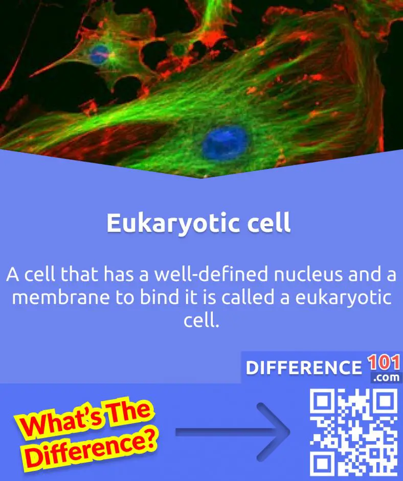 Prokaryotic Vs Eukaryotic Cell 9 Differences And Examples Difference 101