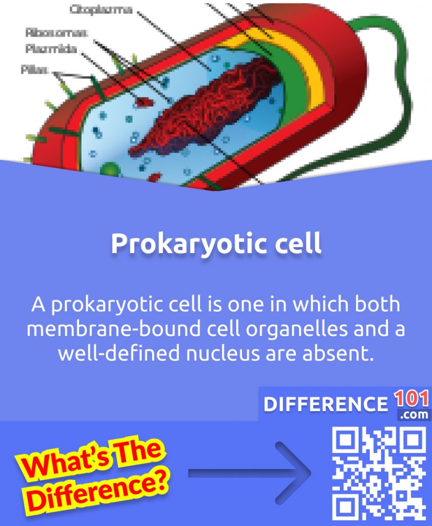 What is a Prokaryotic Cell? A prokaryotic cell is one in which both membrane-bound cell organelles and a well-defined nucleus are absent.