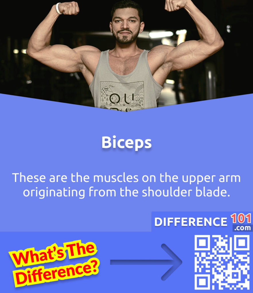 What are Biceps? These are the muscles on the upper arm originating from the shoulder blade.