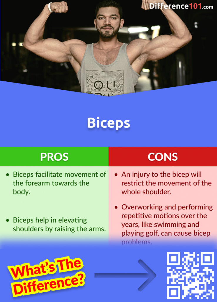Biceps Pros and Cons