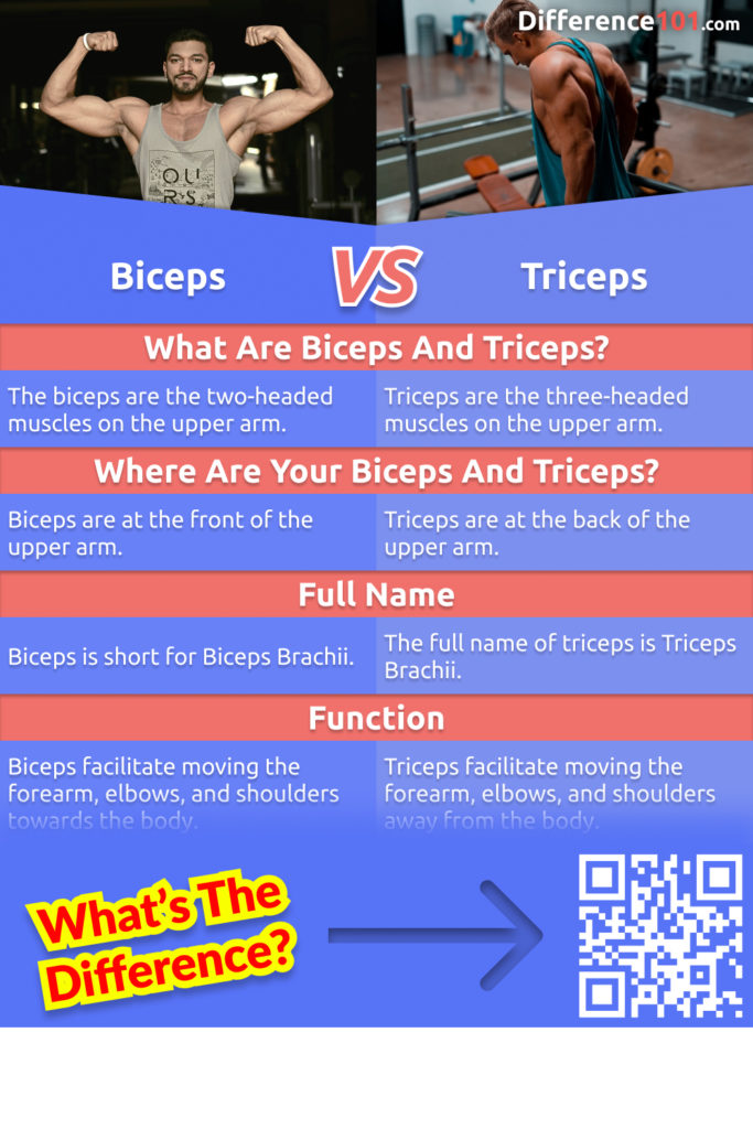 Biceps and triceps are two of your arm muscles. They both help you to bend your arm and move your arm toward your elbow, but they are different. Read more here.