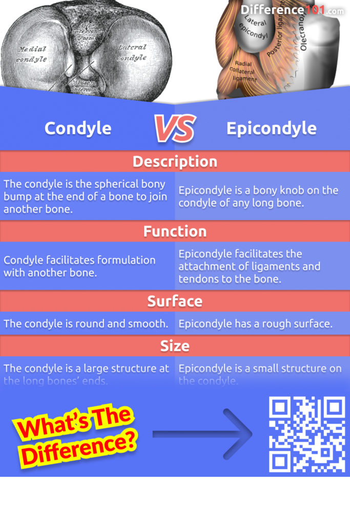 Both condyle and epicondyle are attachments for muscles and ligaments. Read this article to find out about the differences between condyles and epicondyles.