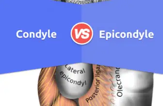 Condyle vs Epicondyle: 4 Key Differences, Examples, Pros & Cons