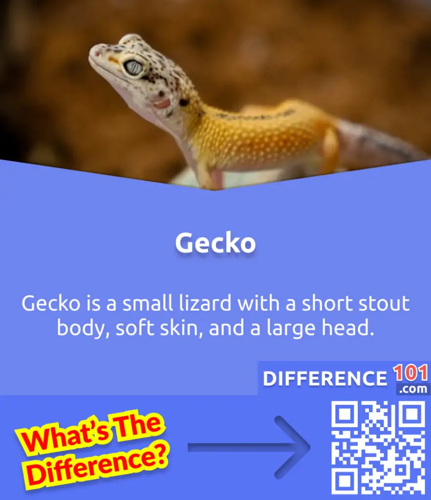 What is a Gecko? Gecko is a small lizard with a short stout body, soft skin, and a large head. 