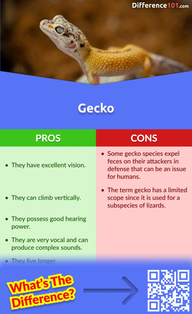 Gecko Pros and Cons