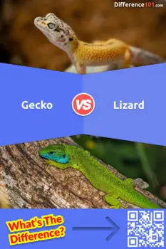 Gecko vs Lizard: 11 Key Differences, Examples, Pros & Cons