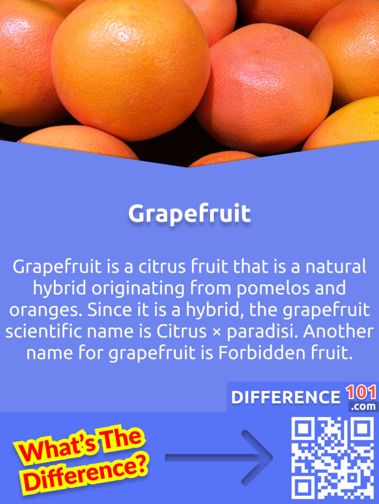 What is a Grapefruit? Grapefruit is a citrus fruit that is a natural hybrid originating from pomelos and oranges. Since it is a hybrid, the grapefruit scientific name is Citrus × paradisi. Another name for grapefruit is Forbidden fruit.