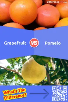 Grapefruit vs Pomelo: 6 Key Differences, Pros & Cons, Examples