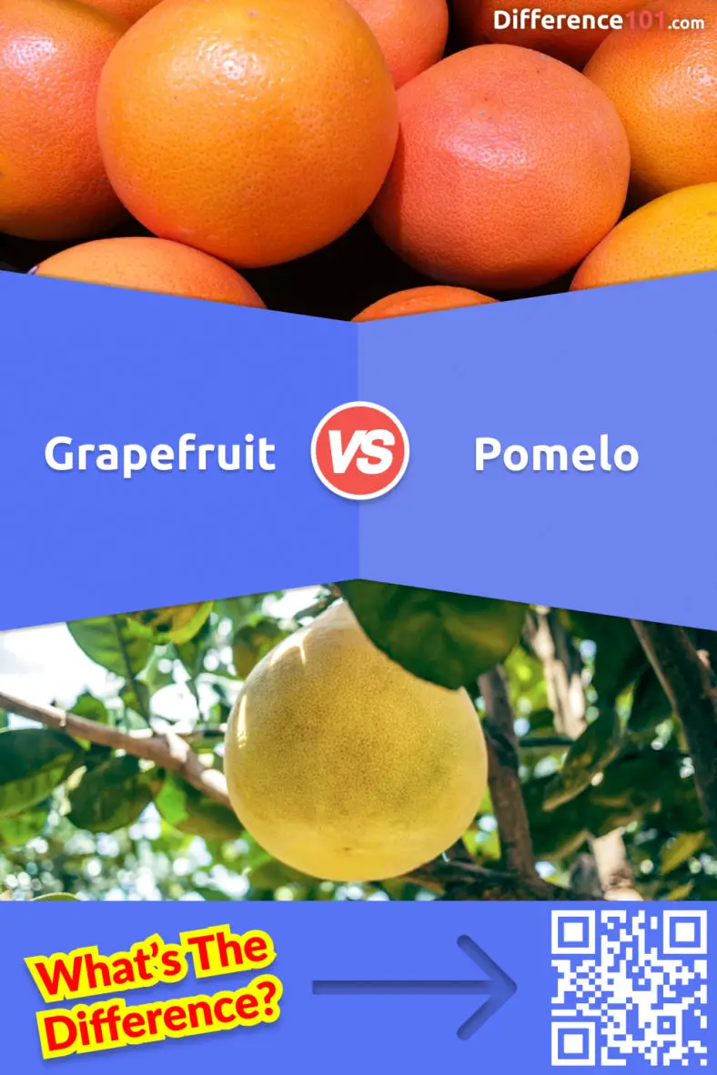 Grapefruit vs Pomelo 6 Key Differences, Pros & Cons, Examples