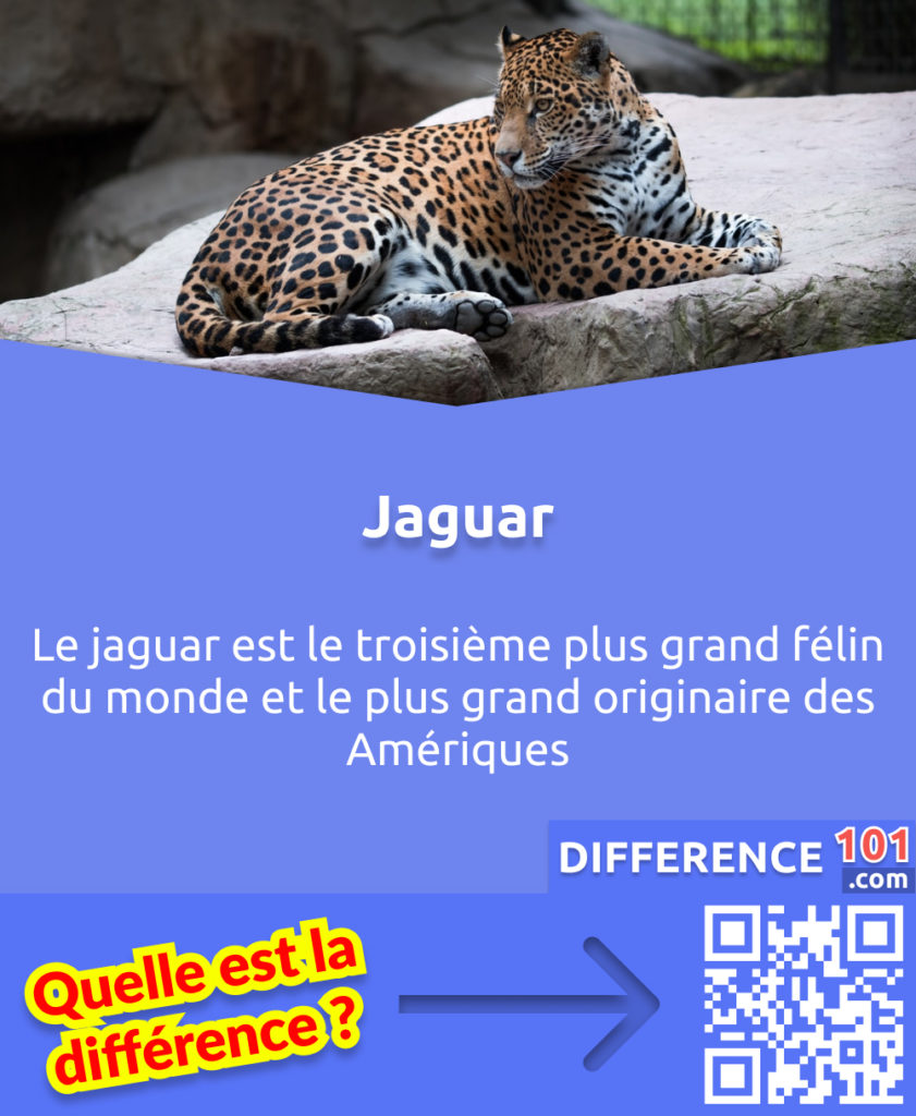 Qu'est-ce qu'une Jaguar? Le jaguar est le troisième plus grand félin du monde et le plus grand originaire des Amériques.