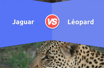 Jaguar vs. Léopard: Différences, Avantages & Inconvénients, et Lequel est le plus fort?