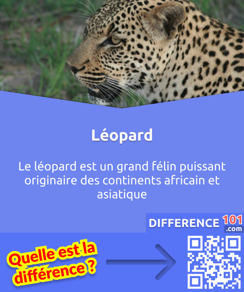 Qu'est-ce que Leopard? Le léopard est un grand félin puissant originaire des continents africain et asiatique.