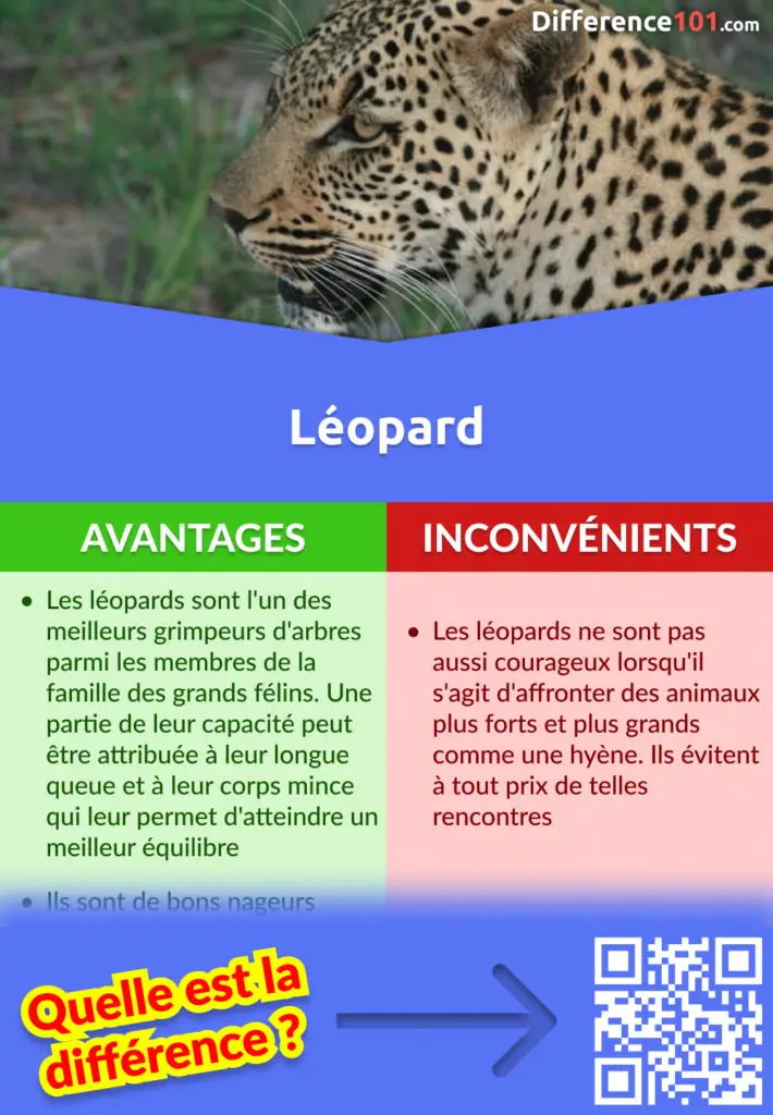 Discuter des forces et des faiblesses des léopards