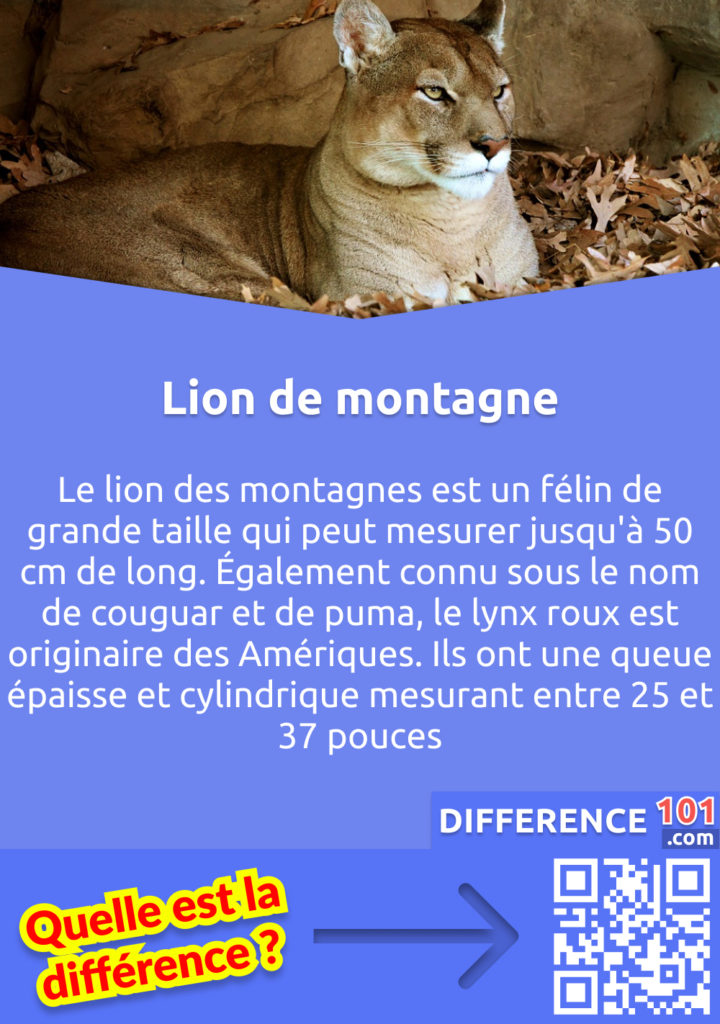 Qu'est-ce qu'un Mountain Lion? Le lion des montagnes est un félin de grande taille qui peut mesurer jusqu'à 50 cm de long. Également connu sous le nom de couguar et de puma, le lynx roux est originaire des Amériques. Ils ont une queue épaisse et cylindrique mesurant entre 25 et 37 pouces.