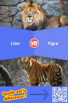 Lion vs. Tigre: 10 différences majeures que vous devez connaître
