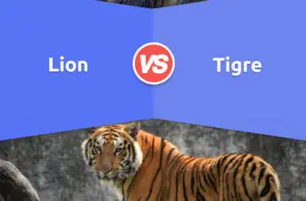 Lion vs. Tigre: 10 différences majeures que vous devez connaître