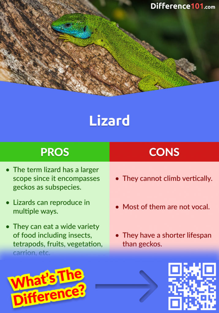 Lizard Pros and Cons