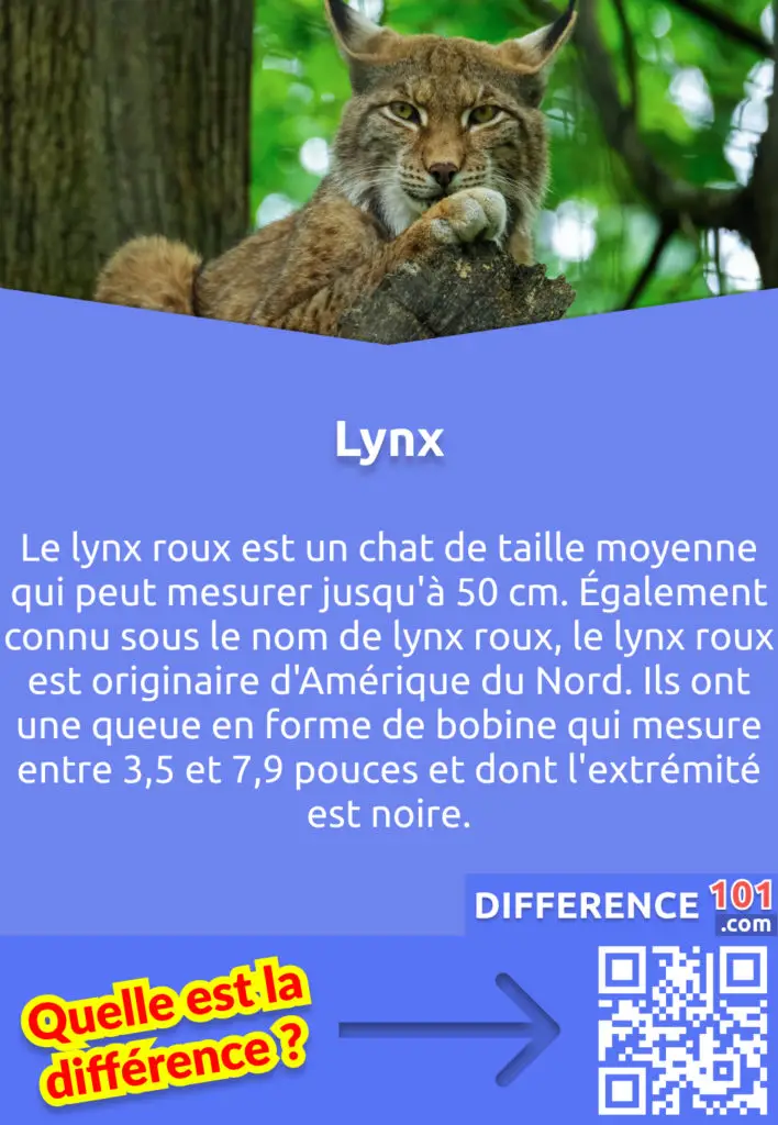 Qu'est-ce qu'un Lynx? Le lynx roux est un chat de taille moyenne qui peut mesurer jusqu'à 50 cm. Également connu sous le nom de lynx roux, le lynx roux est originaire d'Amérique du Nord. Ils ont une queue en forme de bobine qui mesure entre 3,5 et 7,9 pouces et dont l'extrémité est noire.