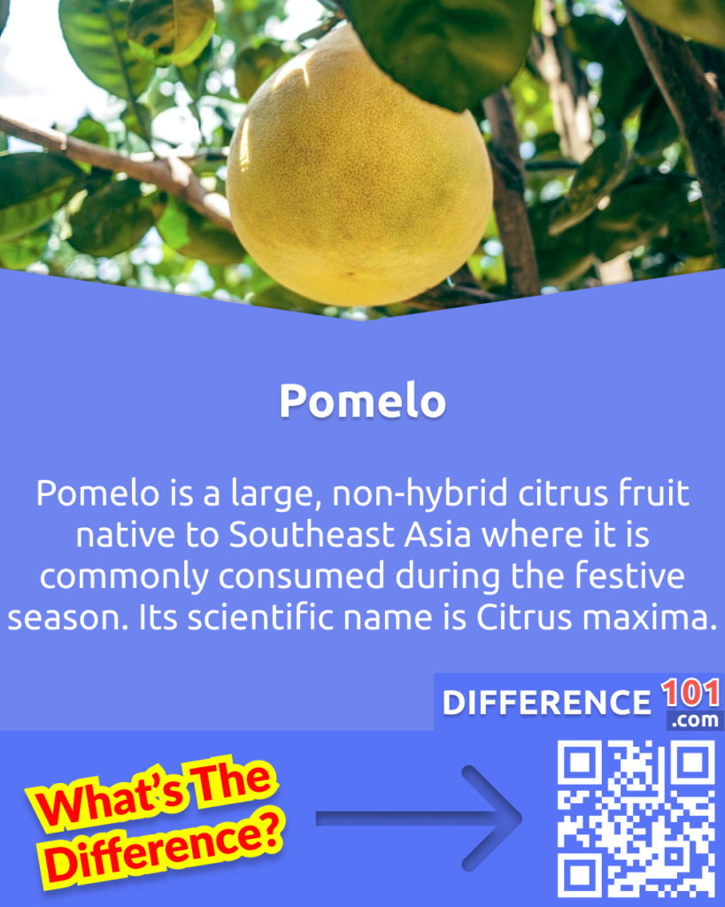 What is Pomelo? Pomelo is a large, non-hybrid citrus fruit native to Southeast Asia where it is commonly consumed during the festive season. Its scientific name is Citrus maxima.